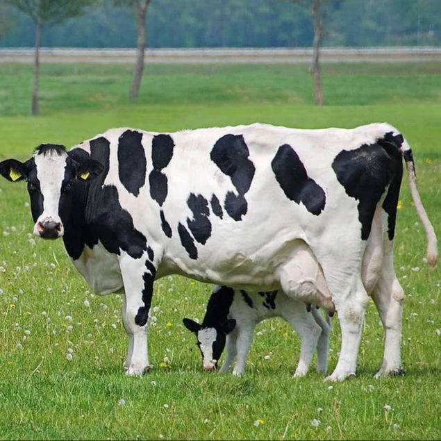 Fuerte embarazada lácteos ganado para la venta/Holstein vaca vacas para venta