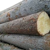 /product-detail/low-price-construction-wood-pine-spruce-and-red-meranti-sawn-timber-logs-62004147237.html