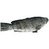 Top Quality Brown Whole Spotted Grouper Fish From Indonesia