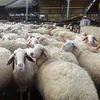 Pure Breed Goats / Sheep / Cattle/ Lambs and Cows Ready Export