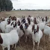 We supply Boer Goats , Sheep & beef slaughter and fattening bulls, beef carcass meat, pregnant heifers and dairy cows as well