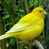/product-detail/live-canary-birds-yorkshire-lancashire-finches-lovebirds-red-factors-62004920792.html