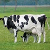 HIGH MILKING FRIESIANS/HOLSTEIN COWS FOR DAIRY FARMING