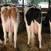 /product-detail/livestock-products-healthy-live-dairy-cows-and-pregnant-62005427147.html