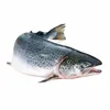 /product-detail/fresh-frozen-salmon-fish-for-sale-and-fish-fillet-62005035445.html