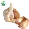 Marocco Garlic Normal White Garlic 10kg/carton loosely