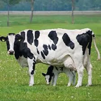 En directo/Live las vacas lecheras disponibles y embarazada Holstein novillas vacas para venta