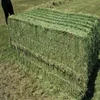 Cheap Alfafa Hay for Animal Feeding Stuff Alfalfa, hay/alfalfa hay pellets