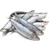 Quality Frozen Sardine Fish/ Sardine Fish Fillet