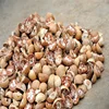 Bulk sales Available stock Betel Nuts Thailand/ Quality whole and Split Betel Nut/ Dried betel nut high quality with cheap price