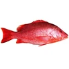 Frozen Whole Red Snapper Emperor Fish