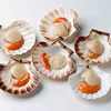 Fresh Frozen Half Shell Sea Scallop/ Seafood Price