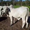/product-detail/pregnant-holstein-heifers-62005112420.html
