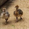 /product-detail/ostrich-chicks-live-ostrich-birds-62004200529.html