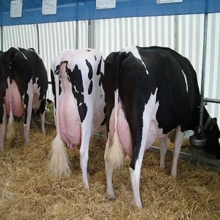 Novillas preñadas vacas/Holstein novillas ganado para venta