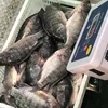 /product-detail/new-fresh-frozen-red-tilapia-fish-for-buyers-62004243564.html