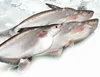 /product-detail/hot-fresh-frozen-whole-basa-fish-for-exportable-with-best-price-in-basa-fish-62004989653.html