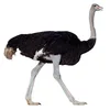 /product-detail/red-and-black-ostrich-chick-available-62004354032.html