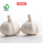 New Crop Garlic from China , Good Garlic from Farmer