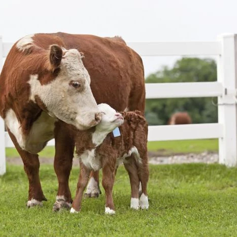En vivo de alta calidad de las vacas lecheras y embarazada Holstein novillas vaca para la venta a precios baratos