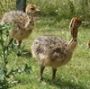 /product-detail/top-quality-ostrich-chick-62004524068.html