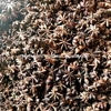 /product-detail/-new-crop-2019-star-anise-vietnam-at-very-good-price-senfood-jsc-50038210514.html