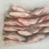 /product-detail/river-catch-chilled-fresh-bangladesh-tilapia-fish-62005160428.html