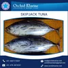 High Grade Frozen Skipjack Tuna Available from Genuine Seafood Exporter