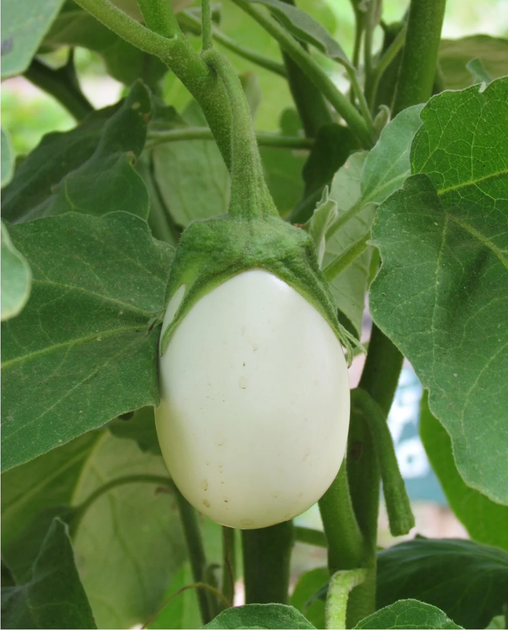 Easter Eggplant Ornamental 20 Seeds Buy Eggplant Seedseggplant