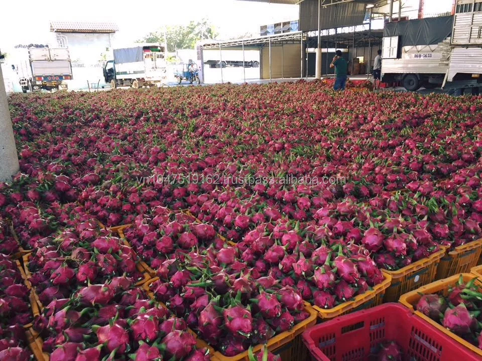 fresh dragon fruit - buy fresh dragon fruit for sale,organic