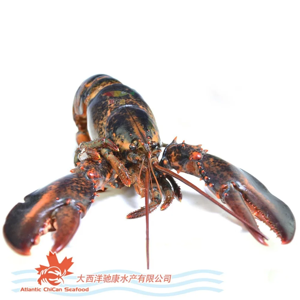 Live Canadian Lobsters (Homarus americanus) 1.75-2lb Seafood
