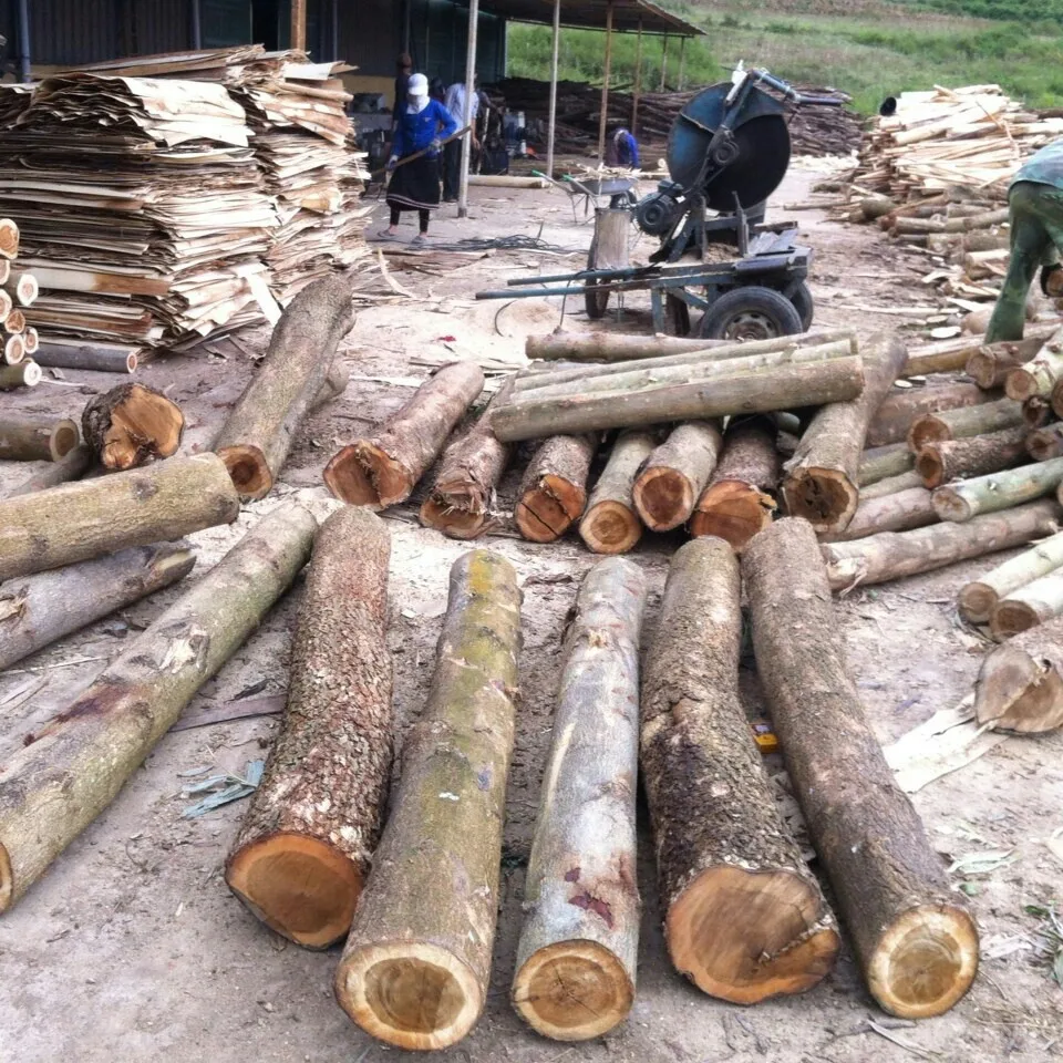 acacia log wood