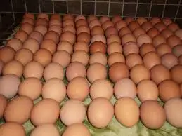 Farm Fresh Chicken Table Eggs Brown and White Shell Chicken Eggs