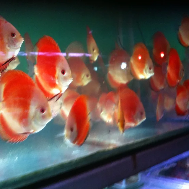 albino discus fish