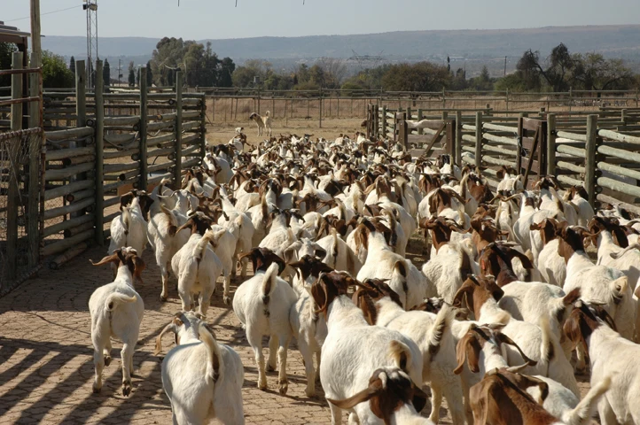 angora goat for sale