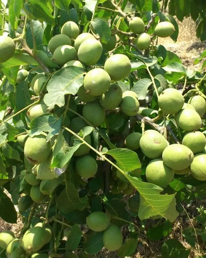 black walnut seedlings bulk seattle