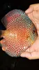/product-detail/high-quality-discus-fish-malaysia-50033956628.html