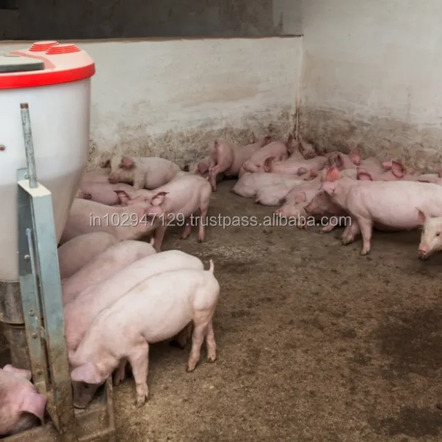 india pigging system