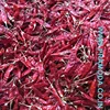 best quality dried red chilies exporter in India