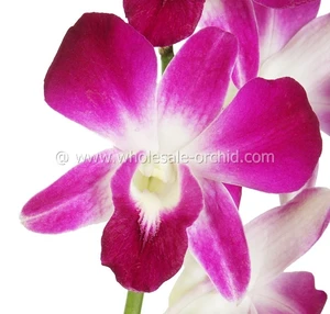 lovely sonia orchid for decor and gifting low moq & new
