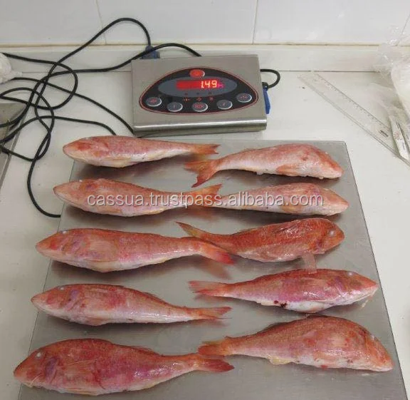 fish red mullet