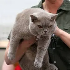 British Shorthair Cat For Sale Buy Cat Traps For Sale Product On