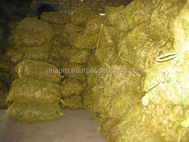 vietnam fresh gingers high quality rich flavor