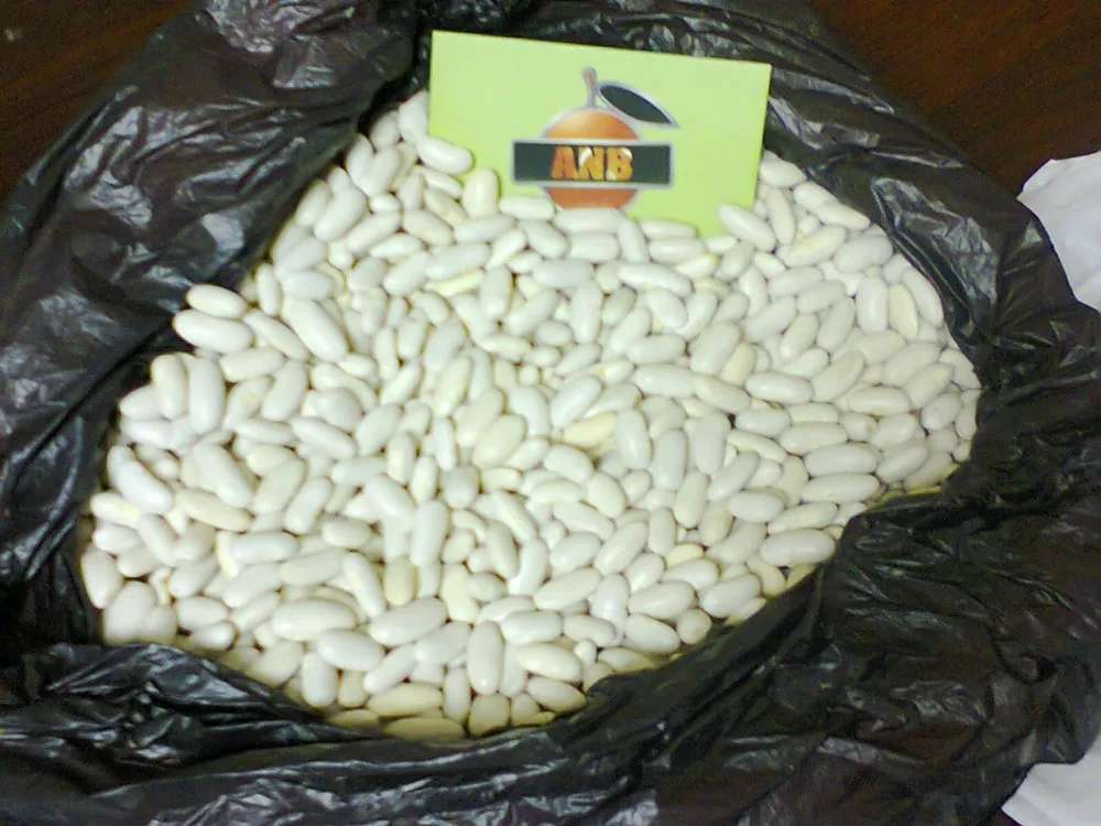 Egyptian white kidney beans