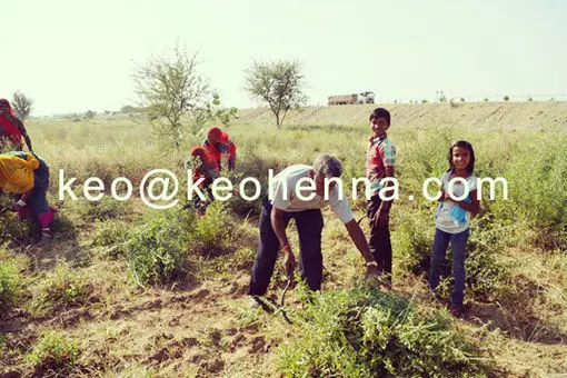 Natural Henna Field