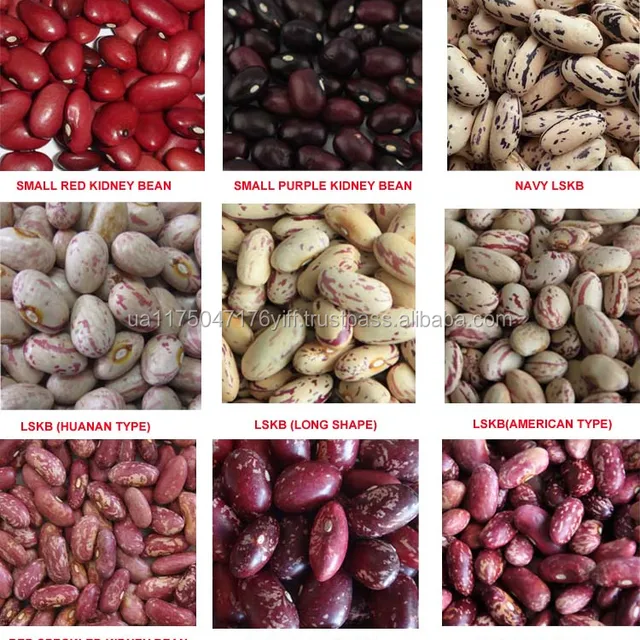 light speckled kidney beans(lskb pinto beans/sugar beans