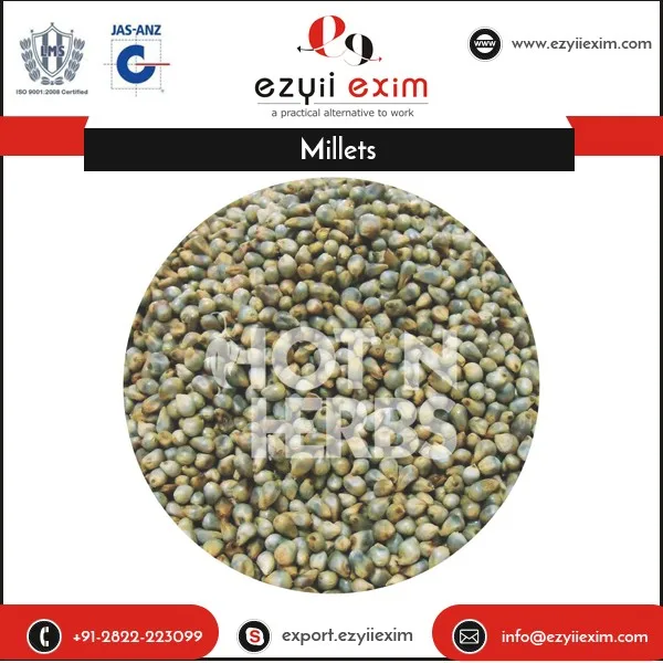 (3238) indian millet also known as "bajra" or pearl millet