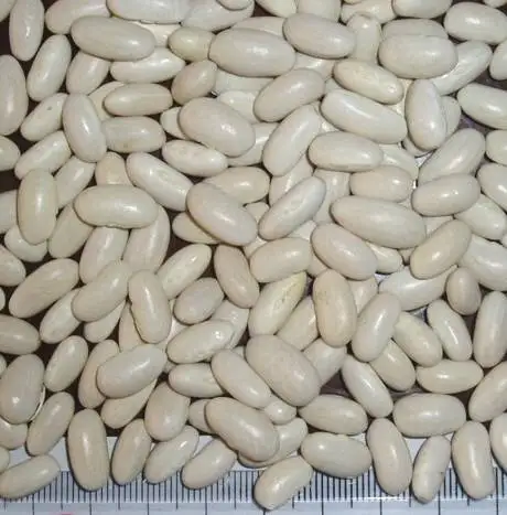 2016 white kidney beans / butter bean / white bean