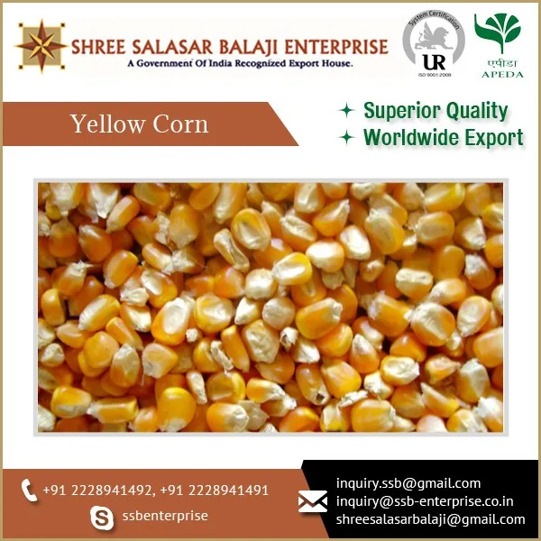 healthy and fresh yellow corn importers for food