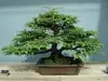 /product-detail/bonsai-50021816640.html
